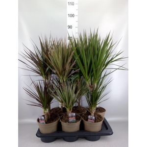 Dracaena   ...mix