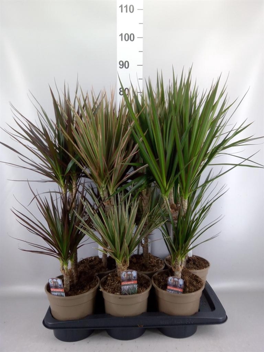 <h4>Dracaena   ...mix</h4>