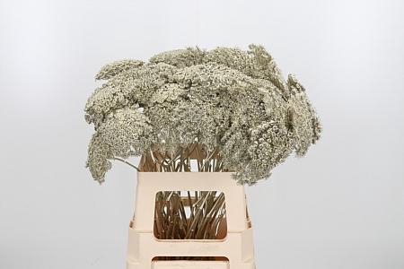 <h4>AMMI ZAAD KL BH PLATINA H%*</h4>