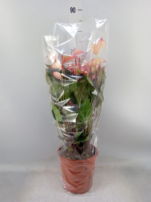 <h4>Anthurium  'Pr. Amalia Hot Lips''</h4>