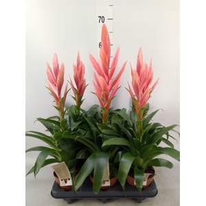 Tillandsia  'Ziva'