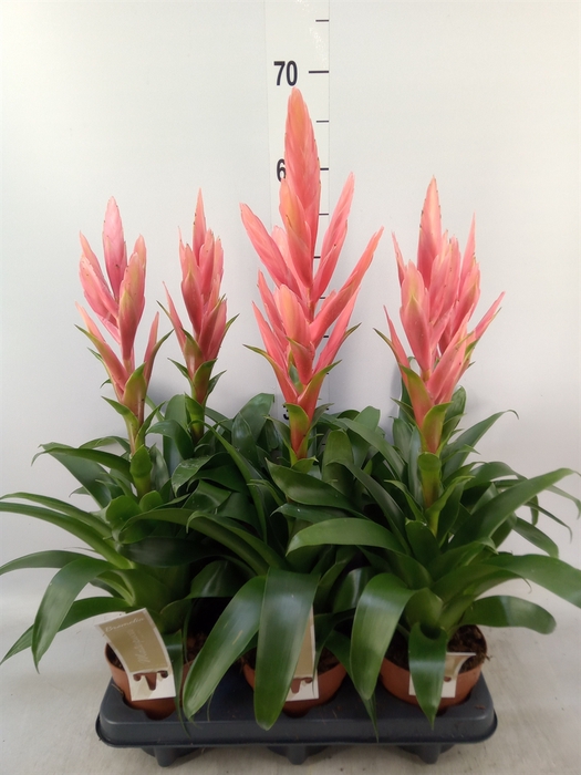 <h4>Tillandsia  'Ziva'</h4>