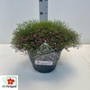 GYPS M FLEUR WHITE
