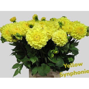 DAHL YELLOW SYNPHONIE