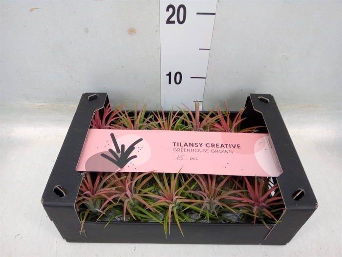 <h4>Tillandsia ionantha</h4>