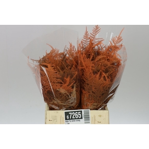 Aspa 1e Veren Orange X50