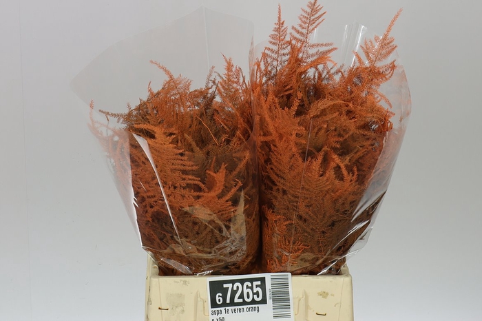 <h4>Aspa 1e Veren Orange X50</h4>