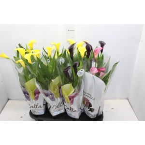 CALLA COLORIDA P14