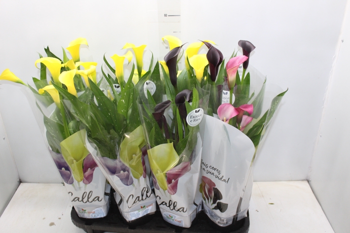 <h4>CALLA COLORIDA P14</h4>