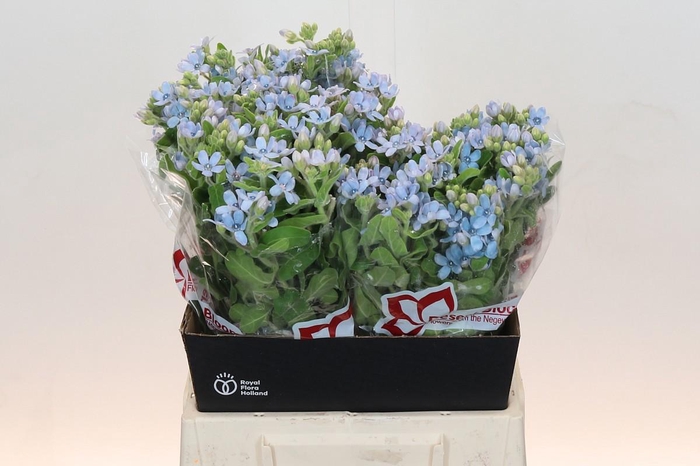 <h4>OXY CO TAN PURE BLU</h4>