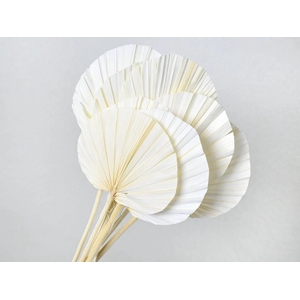 Dried Bleached Palm Spear Round