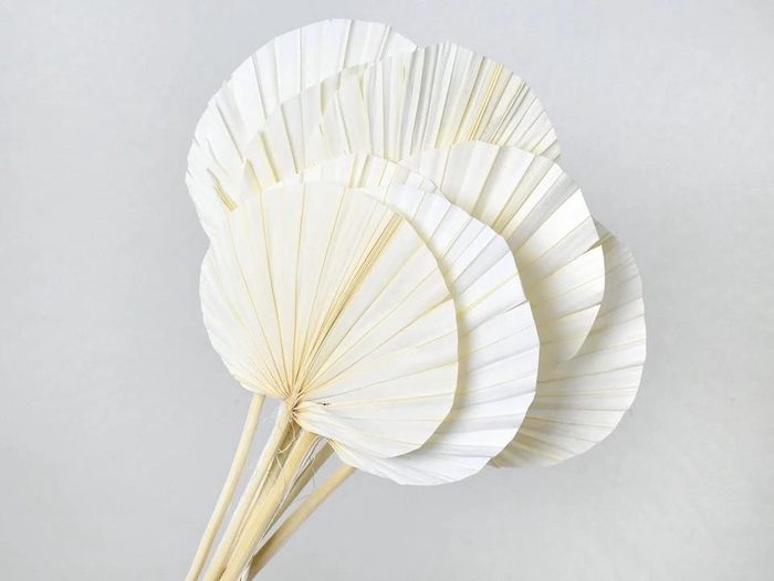<h4>Dried Bleached Palm Spear Round</h4>