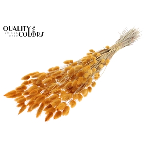 Lagurus Premium per bunch Apricot