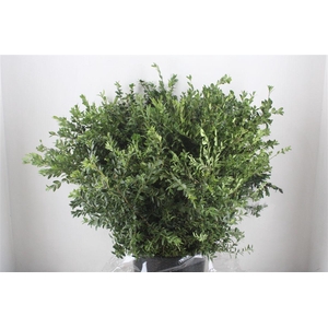 Buxus Green P Bunch