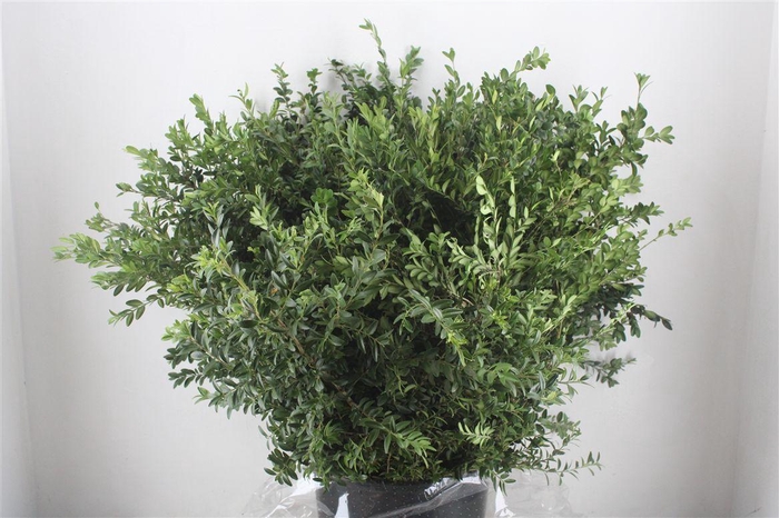 <h4>Buxus Green P Bunch</h4>