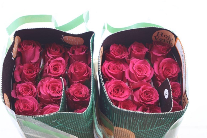 <h4>R Gr Eq Full Monty</h4>