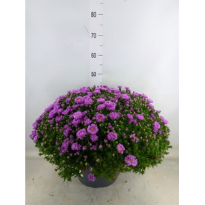 Aster dum. 'Alpha Light Pink'