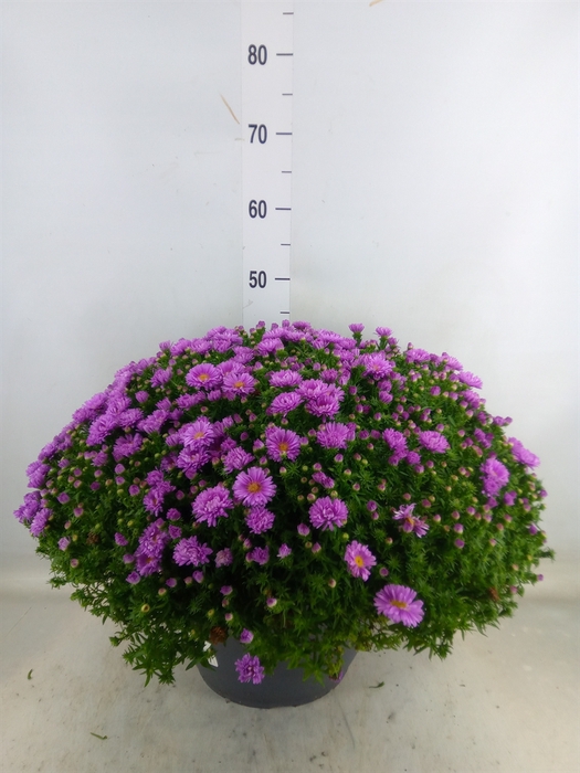 <h4>Aster dum. 'Alpha Light Pink'</h4>