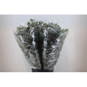 Euca Cinerea 200gr P Bunch