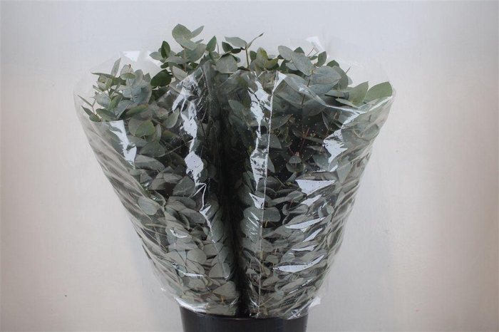 <h4>Euca Cinerea 200gr P Bunch</h4>