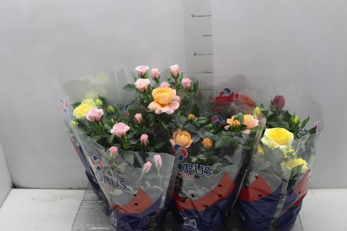 <h4>ROSEIRA MINI P15</h4>