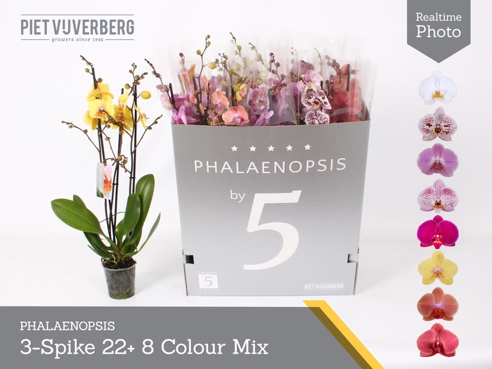 <h4>PHAL GEM 8 KL</h4>