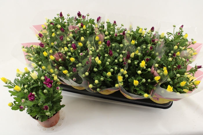 <h4>CHRYS GEM IN POT</h4>