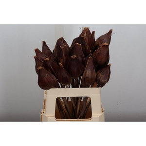 Deco Bunch Sakai Pod 5pcs Bunch X5