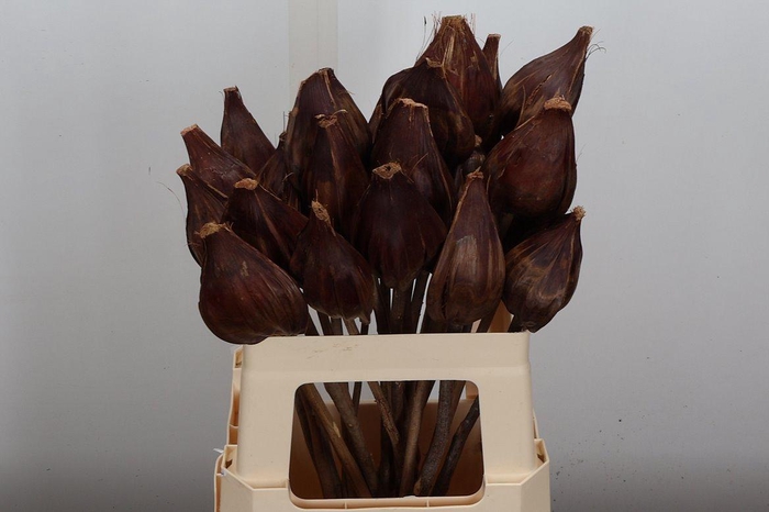 <h4>Deco Bunch Sakai Pod 5pcs Bunch X5</h4>