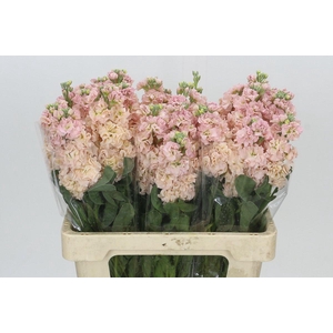Matthiola Iron Apricot