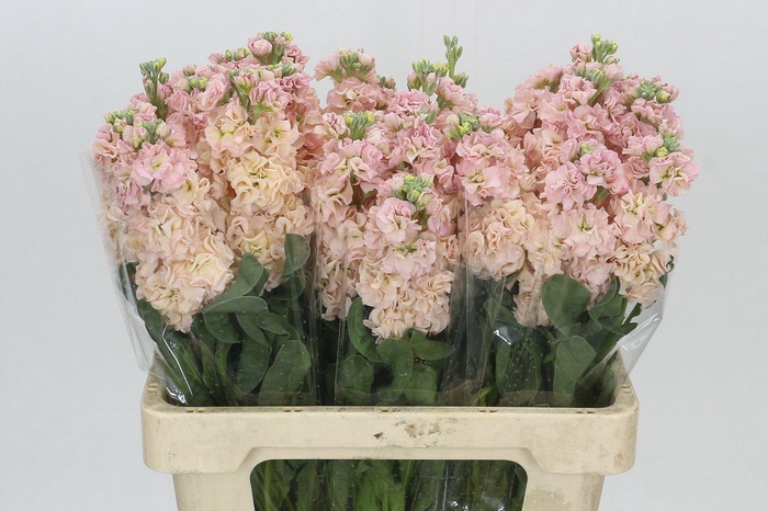 <h4>Matthiola Iron Apricot</h4>