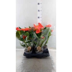 Anthurium andr. 'Sierra Orange'