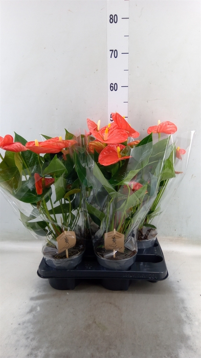 <h4>Anthurium andr. 'Sierra Orange'</h4>