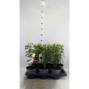 Hibiscus syriacus