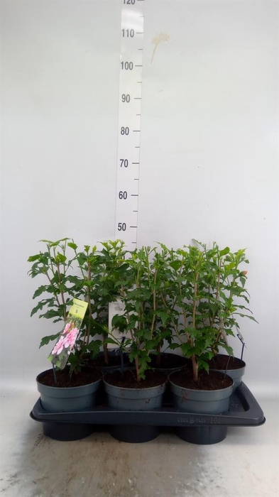 <h4>Hibiscus syriacus</h4>