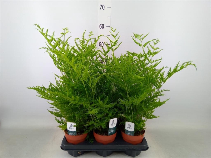 <h4>Pteris straminea</h4>