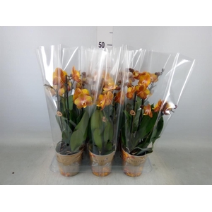 Phalaenopsis multi. 'Ant Las Vegas'