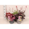 vaste planten 19 cm  Heuchera Divers