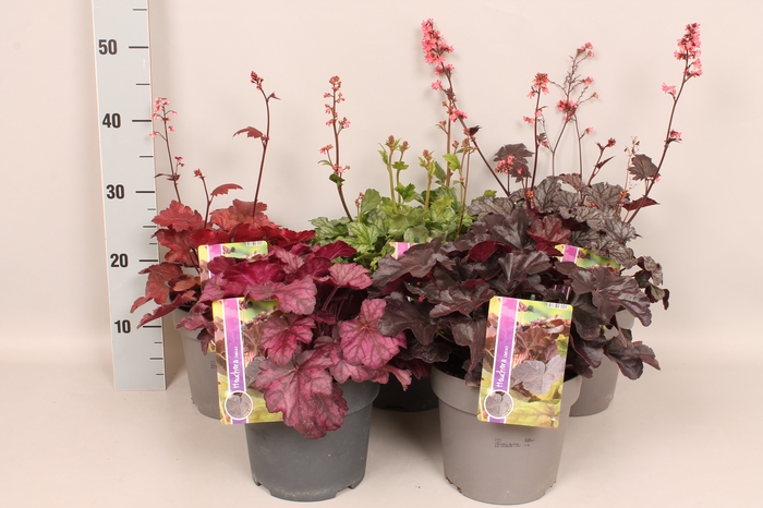 vaste planten 19 cm  Heuchera Divers