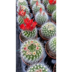 CACTUS BLOEIEND