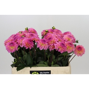 Dahlia Esli