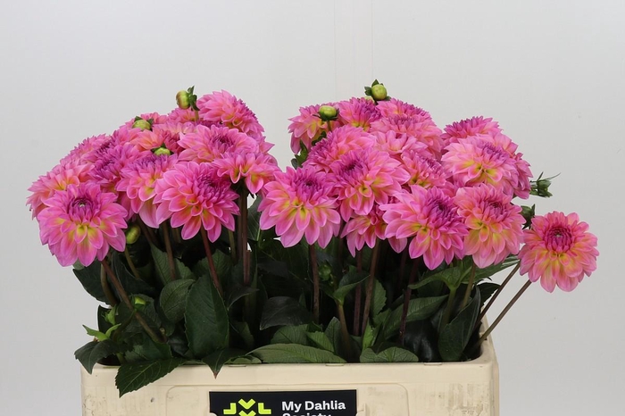 Dahlia Esli