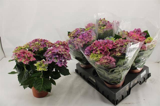 <h4>HYDR M EARLY BLUE</h4>