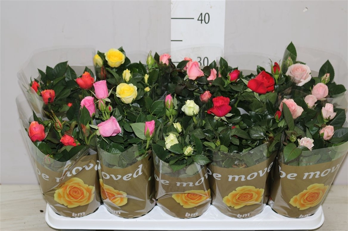 <h4>Rosa Beau Monde Gemengd</h4>