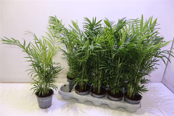 <h4>Chamaed Elegans</h4>