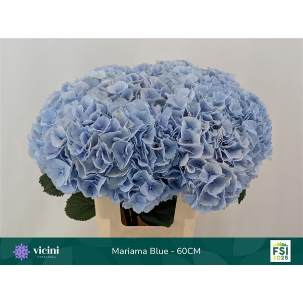 <h4>Hydr Mariama Blue 60 cm Vicini</h4>