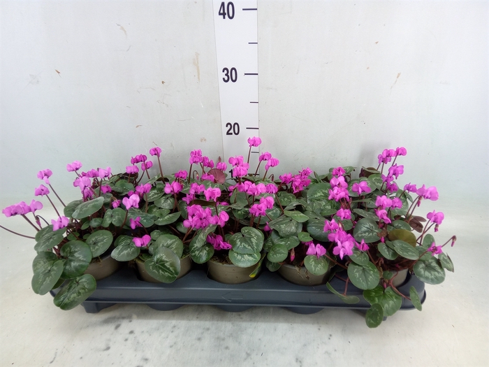 <h4>Cyclamen coum</h4>