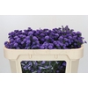 Aster Baby Parade