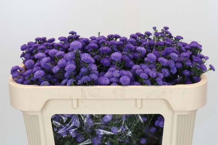 <h4>Aster Baby Parade</h4>