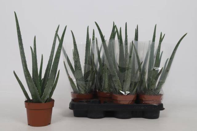 <h4>ALOE VERA</h4>